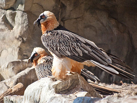 Bartgeier im Alpenzoo Innsbruck